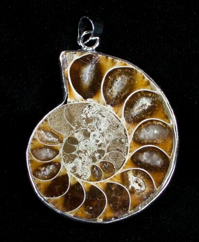 Polished Ammonite Pendant #3616